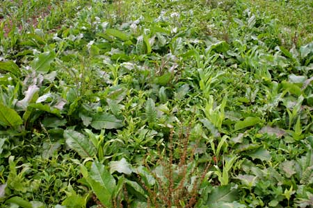 Weeds in maize crop