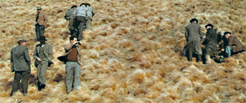 Nassella tussock