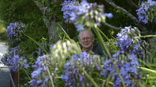 Agapanthus