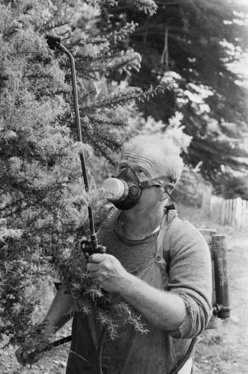 Chemical control of gorse