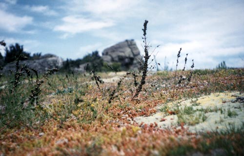 Biological control of St John’s wort