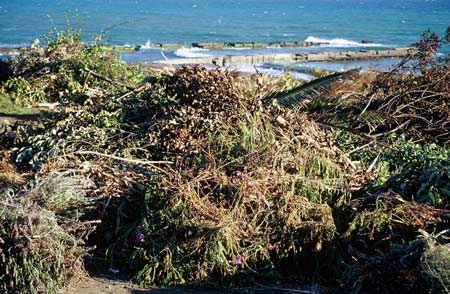 Weed dump