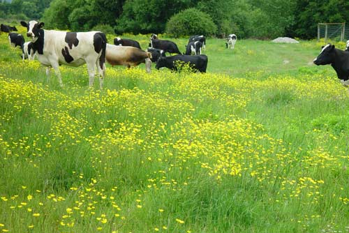 Giant buttercups