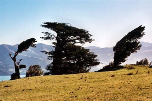 Windswept trees, Banks Peninsula