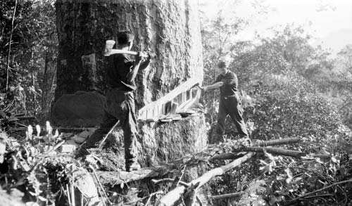Felling a kauri