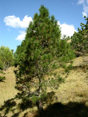 Ponderosa pine 