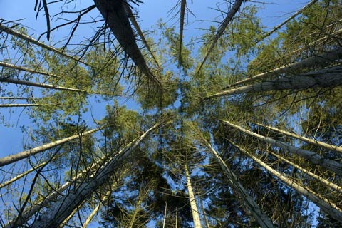 Douglas fir 