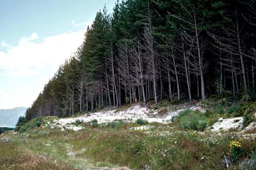 Kāingaroa State Forest