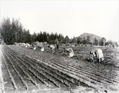 Planting seedlings 