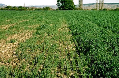 Fertiliser effect on oats