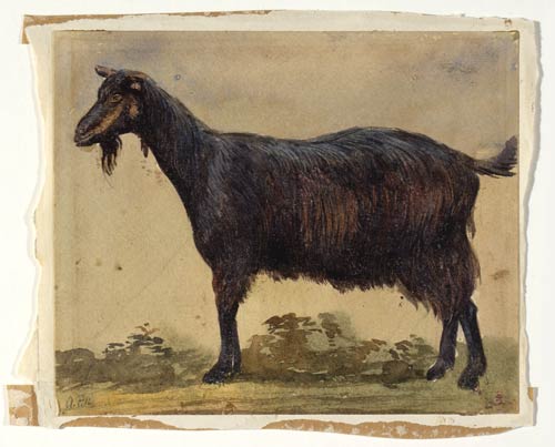 ‘Study of a goat’
