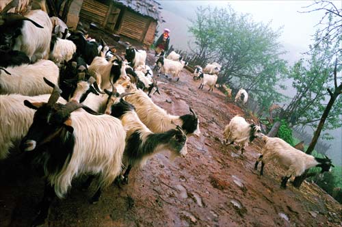 Goat herd