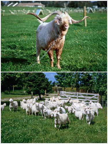 Buck and doe goats