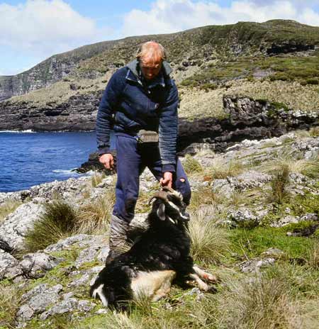 Auckland Islands goat 