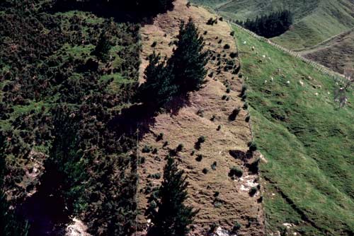 Gorse control by goats