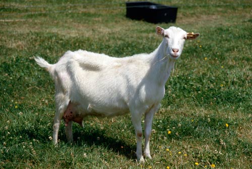 Saanen milking goat 