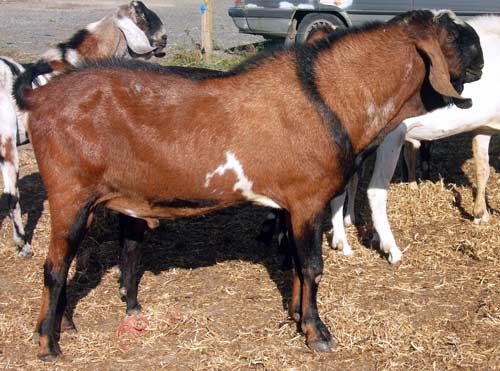 Anglo-Nubian goats 