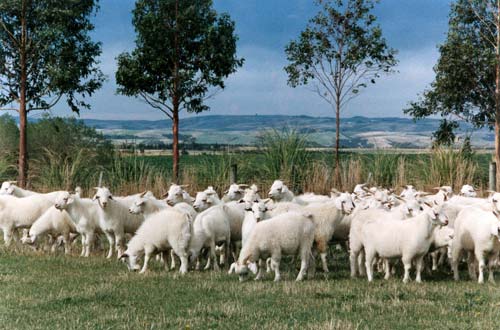 Cashmere goats