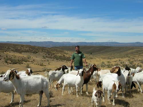Boer goats