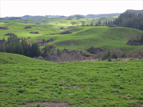 Cleared forestry land