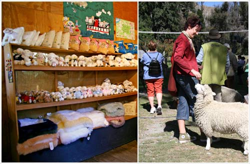Sheep tourism
