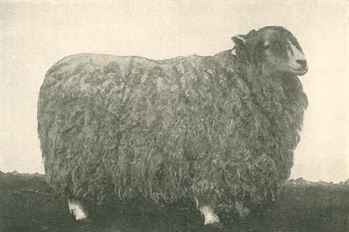 ‘The Old Lincoln Breed’