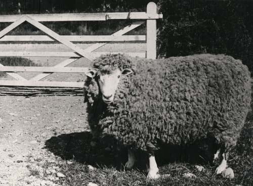 Prize Romney Marsh ram