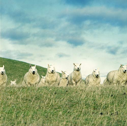 Cheviot sheep
