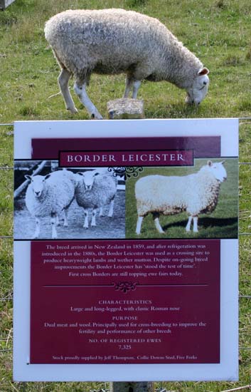 Border Leicester, Tōtara Estate
