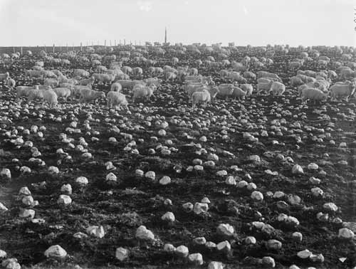 Sheep feeding on swedes