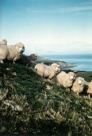 Romneys on coastal hill country