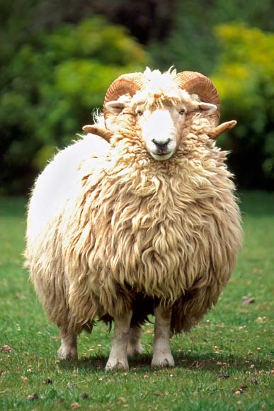 Drysdale ram 