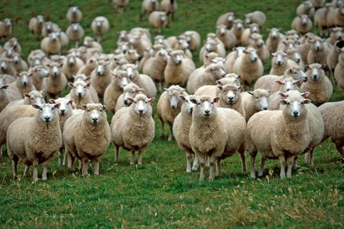 Coopworth ewes