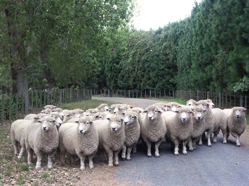 Turanganui Romneys