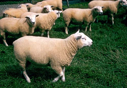 Texels for meat production