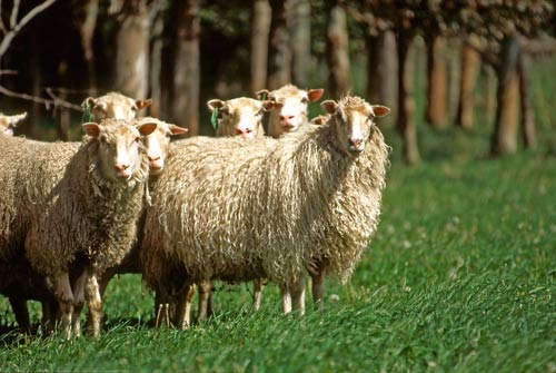 High-fertility Finn sheep