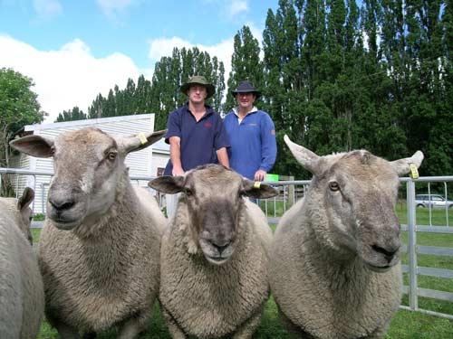 Kelso sheep