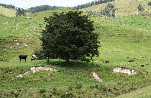 Sheep and cattle grazing hill country