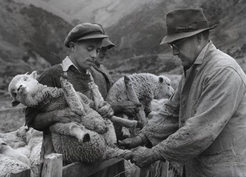 Tailing time in the high country, 1950