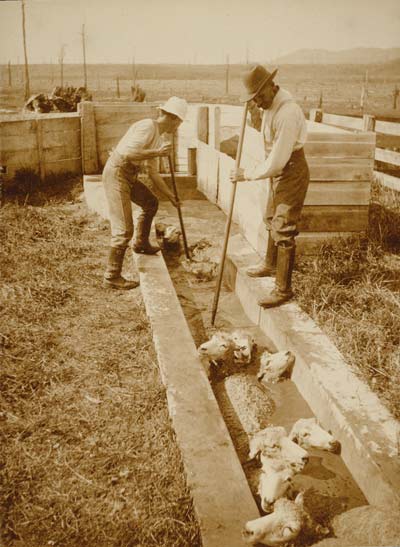 Using a swim dip, 1906