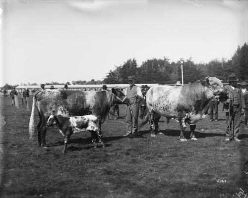 Champion cow