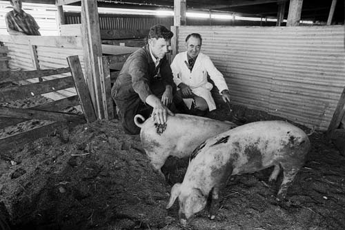 Winning pigs