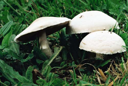 Field mushrooms