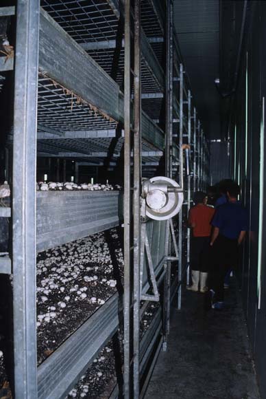 Growing mushrooms on shelves