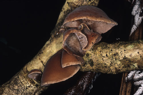 Wood ear
