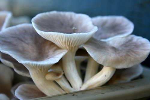 Oyster mushrooms 