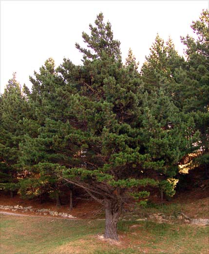 Radiata pine