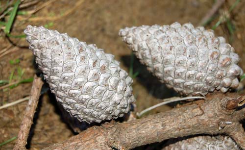 Female cone