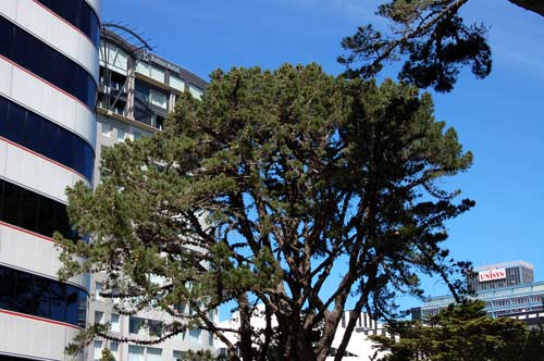 Veteran pine tree