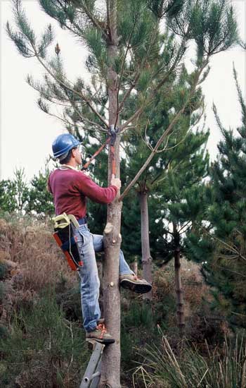 Pruned pines